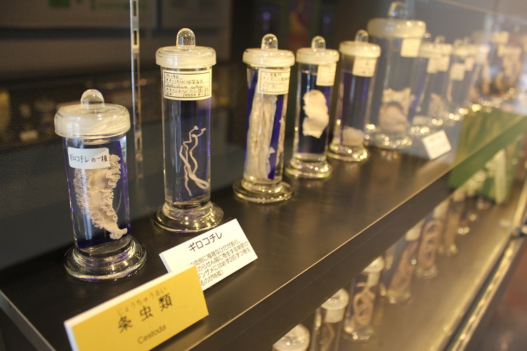 I musei più strani del mondo: Museo Parassitologico di Meguro